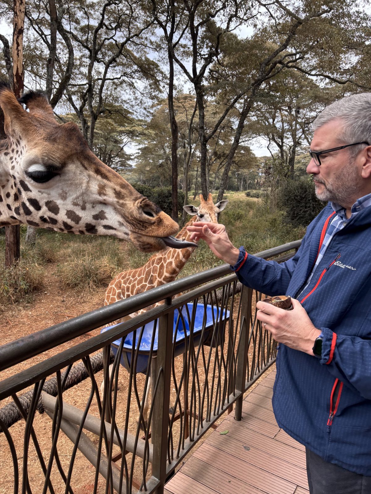 Feeding a giraffe